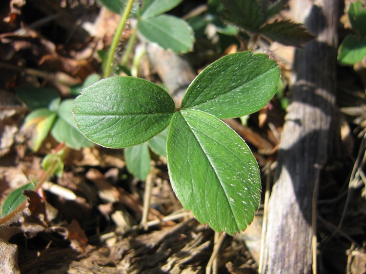 Potentilla montana